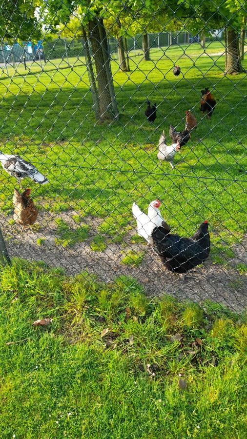 'T Groentje Baarland Ngoại thất bức ảnh